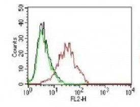 Estrogen Receptor alpha Antibody