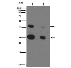 Western blot testing of human 1) MCF7 and 2) SK-BR-3 cell lysate with CTSD antibody. Expected molecu