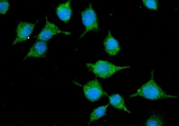 Immunofluorescent staining of FFPE mouse HEPA1-6 cells with Slc10a1 antibody (green) and DAPI nuclea