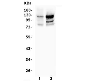 Western blot testing of human 1) U-2 OS and 2) K562 cell lysate with NFAT2 antibody. Predicted molec