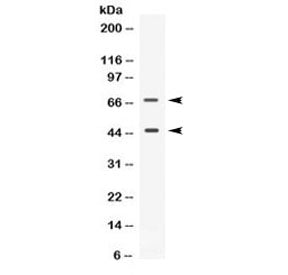 CD33 Antibody