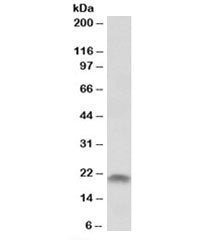 SPINT2 Antibody