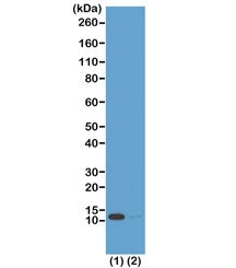 Western blot test of acid extracts from (1) HeLa cells treated with sodium butyrate and (2) HeLa cel