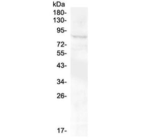 Western blot testing of human SHG-44 cell lysate with RXFP2 antibody at 0.5ug/ml. Predicted molecual