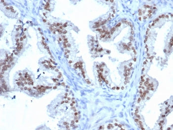 NKX3.1 Antibody