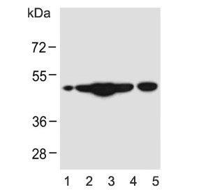 Western blot testing of human 1) HL60, 2) HeLa, 3) cerebellum, 4) SK-BR-3 and 5) mouse brain lysate 