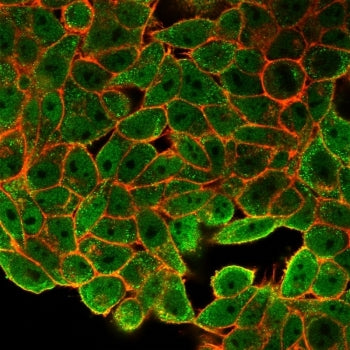 Immunofluorescent staining of human HeLa cells using JUNB antibody (green, clone PCRP-JUNB-3G11) and