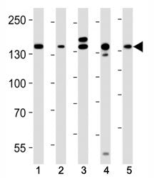 Western blot analysis of lysate from (1) HeLa, (2) MCF-7, (3) mouse C2C12, (4) mouse NIH3T3, (5) rat