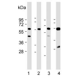 Western blot testing of 1) human kidney, 2) human placenta, 3) mouse kidney and 4) rat kidney lysate