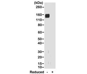 Western blot of nonreduced(-) and reduced(+) rabbit IgG (20ng/lane), using 0.2ug/ml of recombinant R