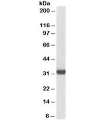 Western blot testing of human thymus lysate with biotinylated MyD88 antibody at 0.2ug/ml. Predicted 