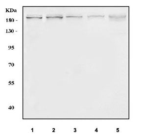 Western blot testing of 1) human K562, 2) human MCF7, 3) rat testis, 4) rat C6 and 5) mouse testis t