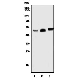 Western blot testing of human 1) COLO-320, 2) PC-3 and 3) A431 cell lysate with SOX7 antibody. Predi