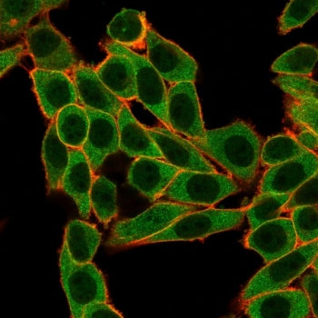 Immunofluorescent staining of PFA-fixed human HeLa cells with SNW1 antibody (clone PCRP-SNW1-1C12) f