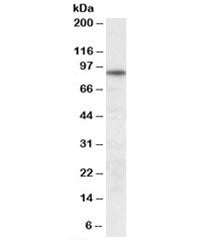 UNC45B Antibody