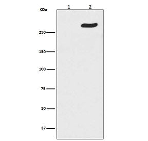 Western blot testing of lambda phosphatase treated (1) and untreated (2) human HeLa cell lysate with