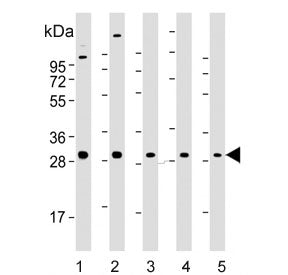 Western blot testing of 1) human brain, 2) mouse brain, 3) human MDA-MB-231, 4) mouse cerebellum and
