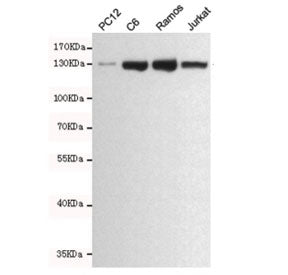 Western blot testing of rat PC12, rat C6, human Ramos and human Jurkat cell lysates using JAK1 antib