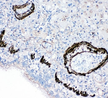 FABP6 Antibody