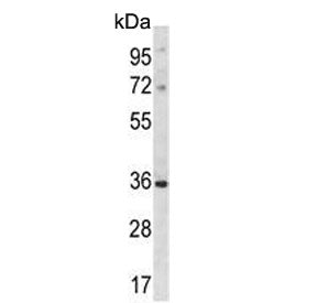Western blot testing of mouse heart tissue lysate with DLX5 antibody. Predicted molecular weight ~32