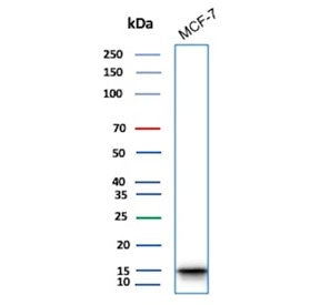 Western blot testing of human MCF7 cell lysate with phospho-Histone H3 antibody.