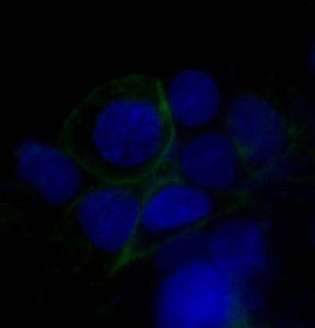 Immunofluorescent staining of human HepG2 cells with GLUT1 antibody (green) and DAPI nuclear stain (