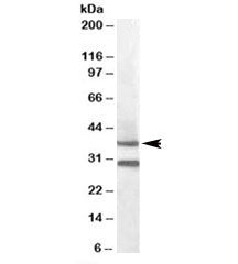 Western blot testing of mouse muscle lysate with MC5R antibody at 0.3ug/ml. Predicted molecular weig