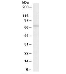 Western blot testing of human spleen lysate with REL antibody at 0.5ug/ml. Predicted molecular weigh
