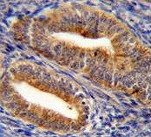 IHC testing of FFPE human uterus tissue with Dipeptidyl peptidase 3 antibody. HIER: steam section in