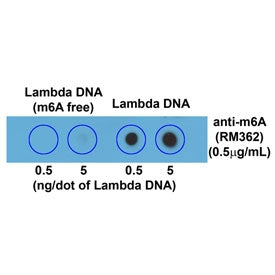 Dot blot of Lambda DNA with and without m6A, using recombinant m6A antibody (clone RM362). The membr