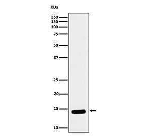 Western blot analysis of Histone H2B (crotonyl K12) expression in HeLa cell lysate using Histone H2B