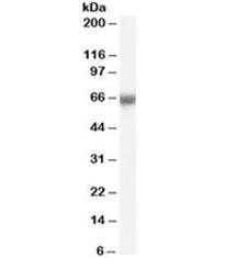 Western blot testing of human umbilical cord lysate with FOXO1 antibody at 0.1ug/ml. Predicted molec