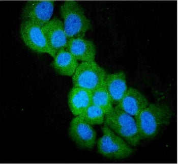 Immunofluorescent staining of FFPE human A431 cells with SULT2B1 antibody (green) and DAPI nuclear s