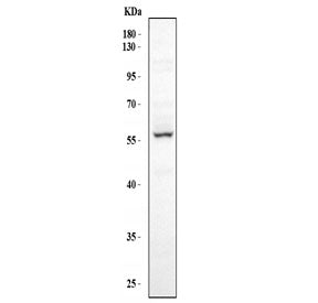 Western blot testing of human HepG2 cell lysate with FMO5 antibody. Expected molecular weight ~60 kD
