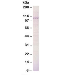Western blot testing of mouse kidney epithelial cells lysate with BCAR3 antibody 0.5ug/ml. Predicted