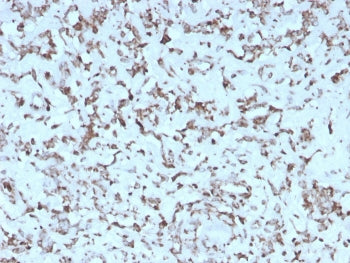 Cytochrome C Antibody