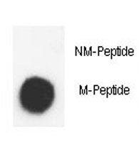 Dot blot analysis of phospho-Histone H3.3 antibody. 50ng of Methyl-peptide or Non Methyl-peptide per