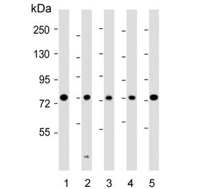 KIF22 Antibody