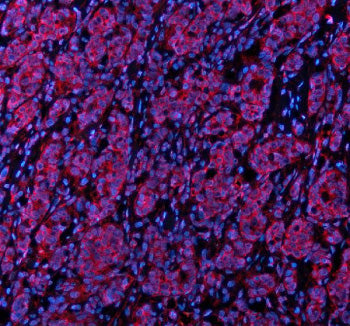 Immunofluorescent staining of STXBP3 using anti-STXBP3 antibody (red). STXBP3 was detected in a para