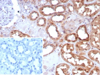 Occludin Antibody