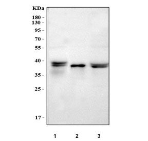 Western blot testing of 1) rat liver, 2) mouse kidney and 3) mouse liver tissue lysate with Ambp ant