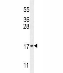 Histone H3.3 Antibody (H3F3A)