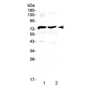 Western blot testing of 1) mouse brain and 2) rat brain lysate with GAS6 antibody at 0.5ug/ml. Predi