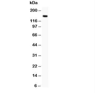 c-Met Antibody