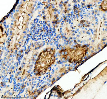 IHC staining of zebrafish Tgfb1 protein using Zebrafish Tgfb1 antibody, HRP-labeled secondary and DA
