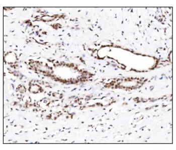 SUMO2/3 Antibody