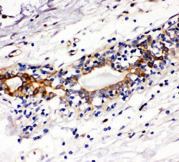 c-Kit Antibody / CD117