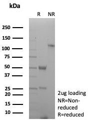 SDS-PAGE analysis of purified, BSA-free CD27 antibody (clone rLPFS2/8837) as confirmation of integri