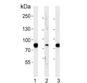 Western blot testing of 1) mouse kidney, 2) rat kidney and 3) rat liver tissue lysate with EHHADH an