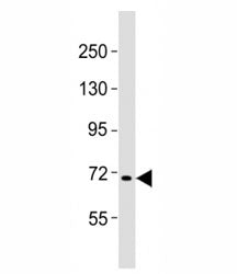 FBXW7 Antibody